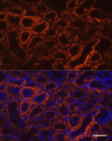 Immunofluorescence analysis of Rat kidney using CDH16 Polyclonal Antibody at dilution of 1:100 (40x lens) . Blue: DAPI for nuclear staining.