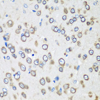 Immunohistochemistry of paraffin-embedded Rat brain using EEF1G Polyclonal Antibody at dilution of 1:100 (40x lens) .