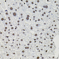 Immunohistochemistry of paraffin-embedded Mouse liver using GTF2I Polyclonal Antibody