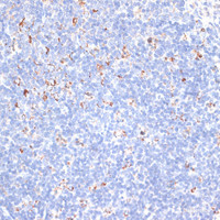 Immunohistochemistry of paraffin-embedded Mouse spleen using KCNS3 Polyclonal Antibody at dilution of 1:100 (40x lens) .