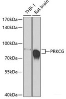Western blot analysis of extracts of various cell lines using PRKCG Polyclonal Antibody at dilution of 1:500.