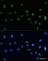 Immunofluorescence analysis of U-2 OS cells using SAFB Polyclonal Antibody at dilution of 1:100. Blue: DAPI for nuclear staining.