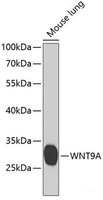 Western blot analysis of extracts of Mouse lung using WNT9A Polyclonal Antibody at dilution of 1:1000.