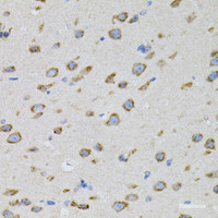 Immunohistochemistry of paraffin-embedded Mouse brain using NAPA Polyclonal Antibody