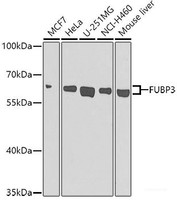 Western blot analysis of extracts of various cell lines using FUBP3 Polyclonal Antibody at dilution of 1:1000.