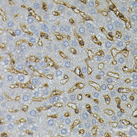 Immunohistochemistry of paraffin-embedded Rat liver using ASAH2 Polyclonal Antibody