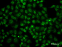 Immunofluorescence analysis of A549 cells using USP26 Polyclonal Antibody