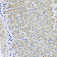 Immunohistochemistry of paraffin-embedded Mouse stomach using EFHC1 Polyclonal Antibody at dilution of 1:100 (40x lens) .