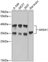 Western blot analysis of extracts of various cell lines using AHSA1 Polyclonal Antibody at dilution of 1:1000.