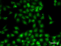 Immunofluorescence analysis of MCF7 cells using MBNL1 Polyclonal Antibody