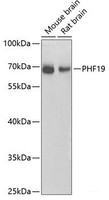 Western blot analysis of extracts of various cell lines using PHF19 Polyclonal Antibody at dilution of 1:1000.