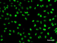 Immunofluorescence analysis of A-549 cells using PHF19 Polyclonal Antibody