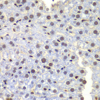 Immunohistochemistry of paraffin-embedded Mouse liver using LHX4 Polyclonal Antibody at dilution of 1:100 (40x lens) .