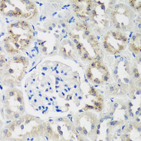 Immunohistochemistry of paraffin-embedded Rat kidney using NEDD4L Polyclonal Antibody at dilution of 1:200 (40x lens) .