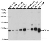 Western blot analysis of extracts of various cell lines using ATP5O Polyclonal Antibody at dilution of 1:1000.