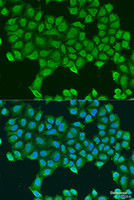 Immunofluorescence analysis of U2OS cells using ATP5O Polyclonal Antibody at dilution of 1:100. Blue: DAPI for nuclear staining.