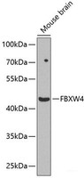 Western blot analysis of extracts of Mouse brain using FBXW4 Polyclonal Antibody at dilution of 1:1000.