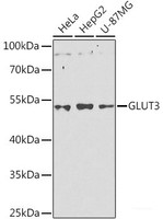 Western blot analysis of extracts of various cell lines using GLUT3 Polyclonal Antibody at dilution of 1:1000.