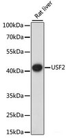 Western blot analysis of extracts of Rat liver using USF2 Polyclonal Antibody at dilution of 1:1000.