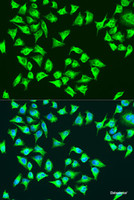 Immunofluorescence analysis of U2OS cells using ATP6 Polyclonal Antibody at dilution of 1:100. Blue: DAPI for nuclear staining.