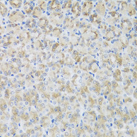 Immunohistochemistry of paraffin-embedded Mouse stomach using ARFGAP3 Polyclonal Antibody at dilution of 1:100 (40x lens) .