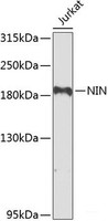 Western blot analysis of extracts of Jurkat cells using NIN Polyclonal Antibody at dilution of 1:1000.