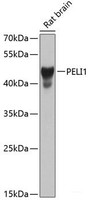 Western blot analysis of extracts of Rat brain using PELI1 Polyclonal Antibody at dilution of 1:1000.