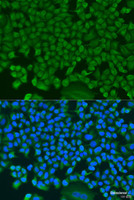 Immunofluorescence analysis of U2OS cells using HS1BP3 Polyclonal Antibody at dilution of 1:100. Blue: DAPI for nuclear staining.