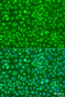 Immunofluorescence analysis of U2OS cells using DNAL1 Polyclonal Antibody at dilution of 1:100. Blue: DAPI for nuclear staining.