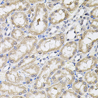 Immunohistochemistry of paraffin-embedded Rat kidney using RNF166 Polyclonal Antibody