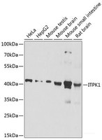 Western blot analysis of extracts of various cell lines using ITPK1 Polyclonal Antibody at dilution of 1:1000.