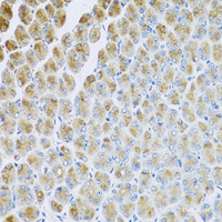 Immunohistochemistry of paraffin-embedded Mouse stomach using AP1M2 Polyclonal Antibody at dilution of 1:100 (40x lens) .