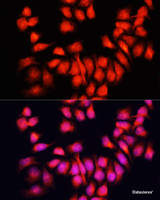 Immunofluorescence analysis of HeLa cells using BMP6 Polyclonal Antibody at dilution of 1:100. Blue: DAPI for nuclear staining.