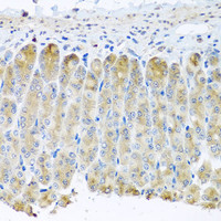 Immunohistochemistry of paraffin-embedded Mouse stomach using TAMM41 Polyclonal Antibody at dilution of 1:100 (40x lens) .