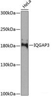 Western blot analysis of extracts of HeLa cells using IQGAP3 Polyclonal Antibody at dilution of 1:1000.