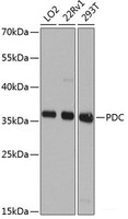 Western blot analysis of extracts of various cell lines using PDC Polyclonal Antibody at dilution of 1:1000.