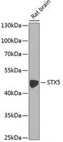 Western blot analysis of extracts of Rat brain using STX5 Polyclonal Antibody at dilution of 1:1000.