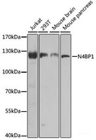 Western blot analysis of extracts of various cell lines using N4BP1 Polyclonal Antibody at dilution of 1:1000.