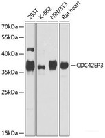 Western blot analysis of extracts of various cell lines using CDC42EP3 Polyclonal Antibody at dilution of 1:1000.