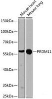 Western blot analysis of extracts of various cell lines using PRDM11 Polyclonal Antibody at dilution of 1:1000.