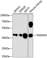 Western blot analysis of extracts of various cell lines using TMEM43 Polyclonal Antibody at dilution of 1:1000.