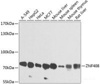 Western blot analysis of extracts of various cell lines using ZNF408 Polyclonal Antibody at dilution of 1:1000.