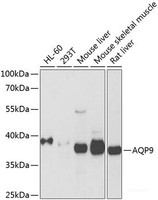 Western blot analysis of extracts of various cell lines using AQP9 Polyclonal Antibody at dilution of 1:1000.