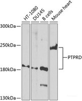 Western blot analysis of extracts of various cell lines using PTPRD Polyclonal Antibody at dilution of 1:1000.