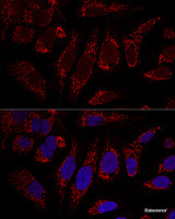 Confocal immunofluorescence analysis of U2OS cells using CHCHD3 Polyclonal Antibody at dilution of 1:100. Blue: DAPI for nuclear staining.