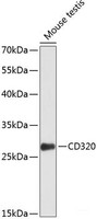 Western blot analysis of extracts of Mouse testis using CD320 Polyclonal Antibody at dilution of 1:1000.