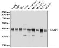 Western blot analysis of extracts of various cell lines using PACSIN3 Polyclonal Antibody at dilution of 1:1000.