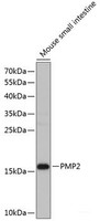 Western blot analysis of extracts of Mouse small intestine using PMP2 Polyclonal Antibody at dilution of 1:1000.