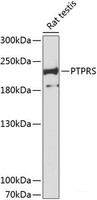 Western blot analysis of extracts of Rat testis using PTPRS Polyclonal Antibody at dilution of 1:3000.