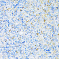 Immunohistochemistry of paraffin-embedded Rat spleen using VAMP1 Polyclonal Antibody at dilution of 1:100 (40x lens) .